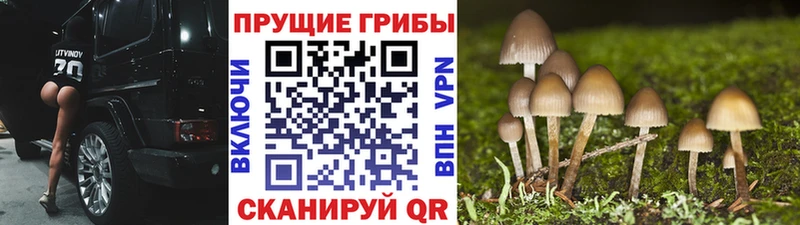 закладки  Владимир  Псилоцибиновые грибы Cubensis 